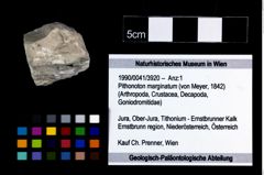 Foto (Objekt + Etikett) von Pithonoton marginatum (von Meyer, 1842)  (NHMW-GEO-1990-0041-3920)